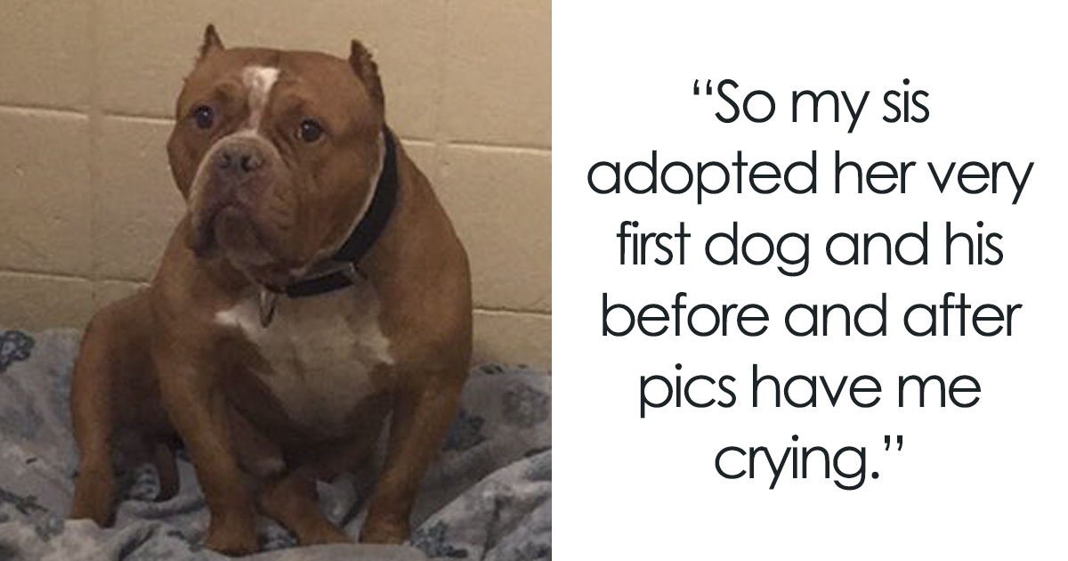 “My Sister Adopted Her Very First Dog And His Before & After Pics Have Me Crying”