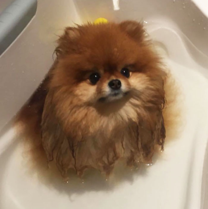 Did You Know That Pomeranians Melt In Water? This Owner Learned It The Hard Way Did You Know That Pomeranians Melt In Water? This Owner Learned It The Hard Way