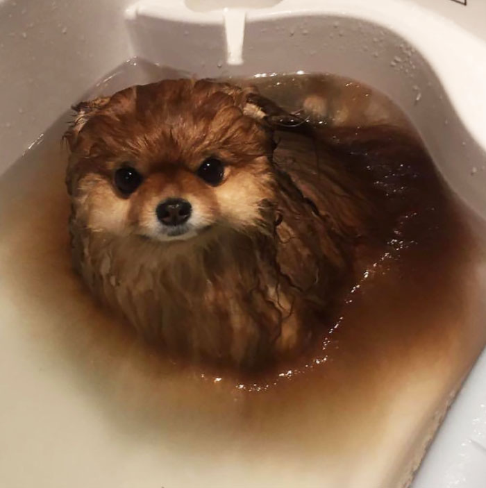 Did You Know That Pomeranians Melt In Water? This Owner Learned It The Hard Way Did You Know That Pomeranians Melt In Water? This Owner Learned It The Hard Way