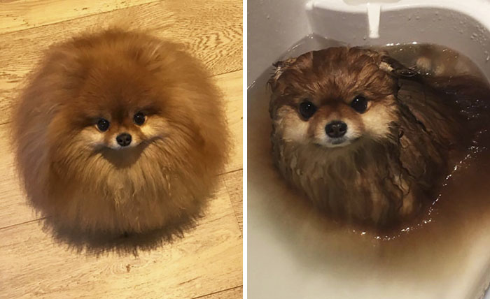 ¿Sabías que los perros pomeranios se derriten en el agua? Este dueño lo descubrió demasiado tarde