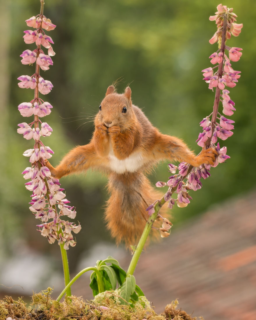Squirrels Doing Karate Squirrels Doing Karate
