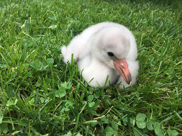 baby-flamingo-pittsburgh-national-aviary-18