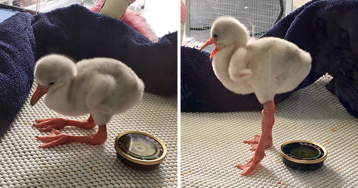 Baby Flamingo Tries Hard To Be Adult, Becomes Internet Star