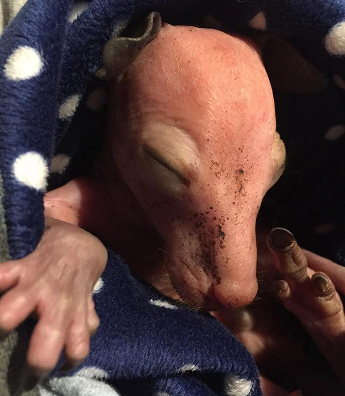 Rescuers Rush To A Car Accident, Then They See The Tiniest Hand Reaching For Help