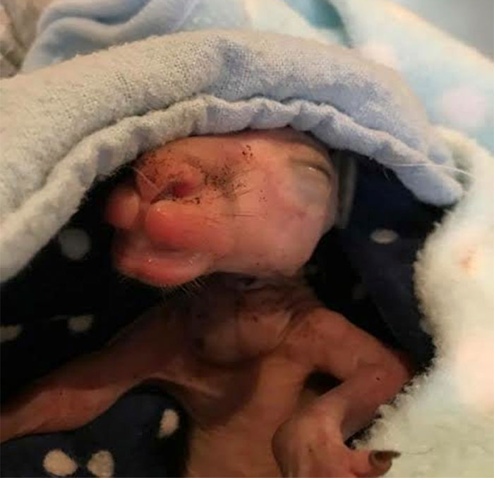 baby-kangaroo-pouch-tiny-hand-car-accident-dawson-australia-8