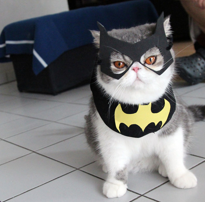 Bat Cat
