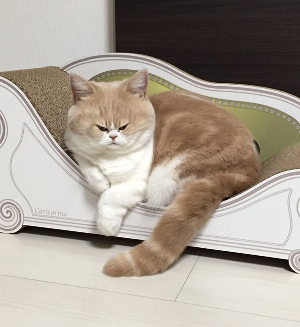 Funny-tiny-face-cats-photoshop-battle