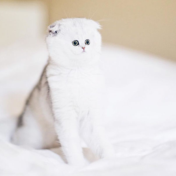 Funny-tiny-face-cats-photoshop-battle