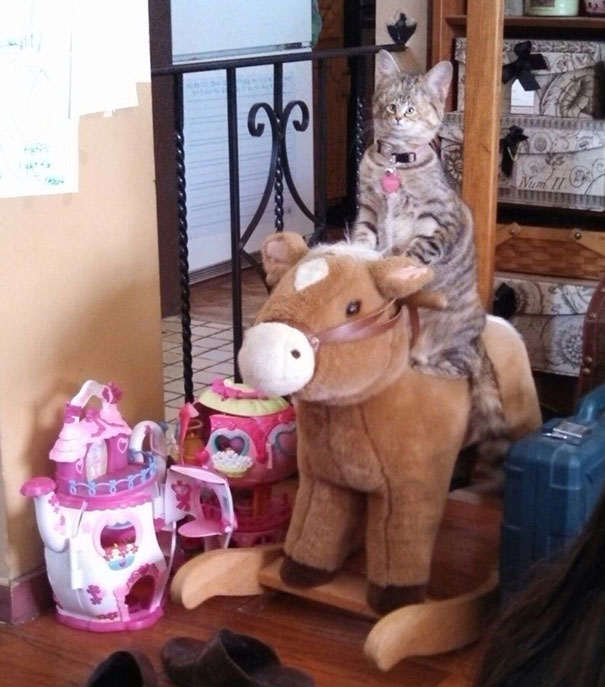 Funny-tiny-face-cats-photoshop-battle