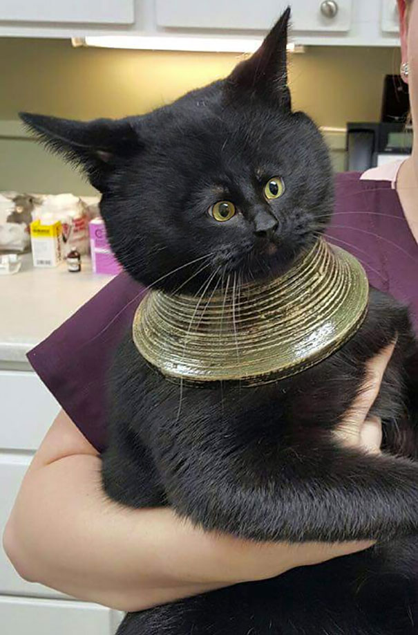 Funny-tiny-face-cats-photoshop-battle