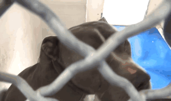 blue-king-pitbull-crying-shelter-jennifer-mckay-14