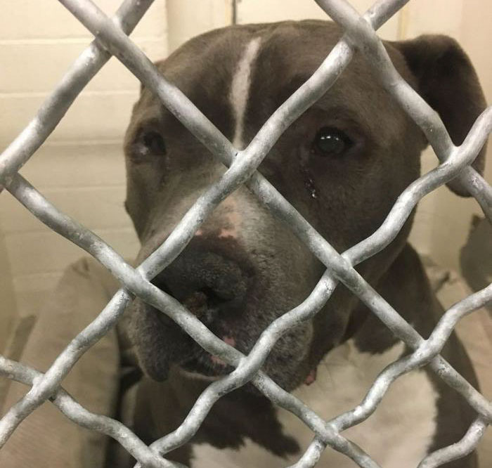 blue-king-pitbull-crying-shelter-jennifer-mckay-15