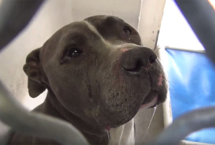 blue-king-pitbull-crying-shelter-jennifer-mckay-17