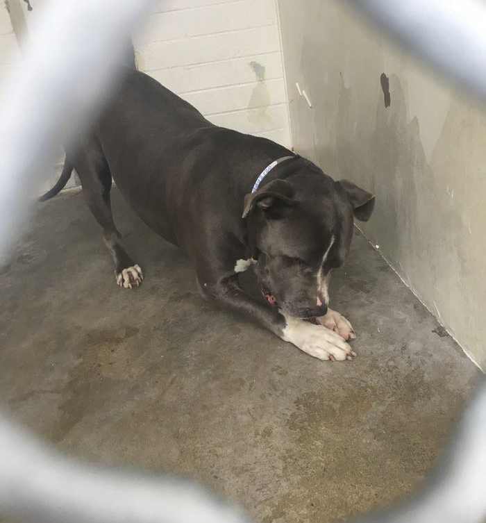 blue-king-pitbull-crying-shelter-jennifer-mckay-3 blue-king-pitbull-crying-shelter-jennifer-mckay-3