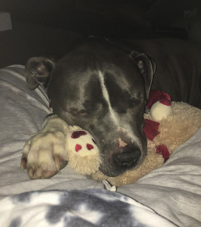 blue-king-pitbull-crying-shelter-jennifer-mckay-4