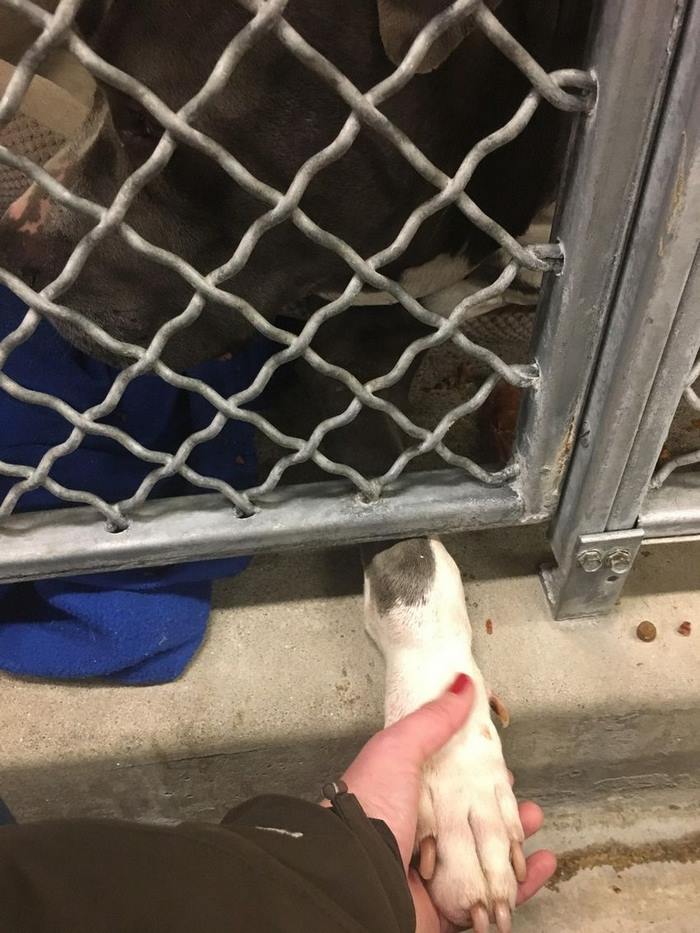 blue-king-pitbull-crying-shelter-jennifer-mckay-9