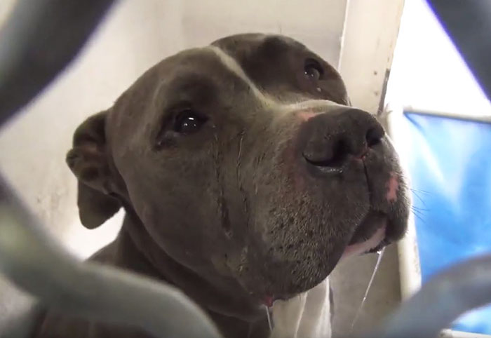 Heartbroken Pit Bull Cries After His Family Leaves Him In A Shelter
