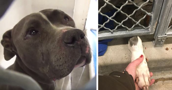 Heartbroken Pit Bull Cries After His Family Leaves Him In A Shelter