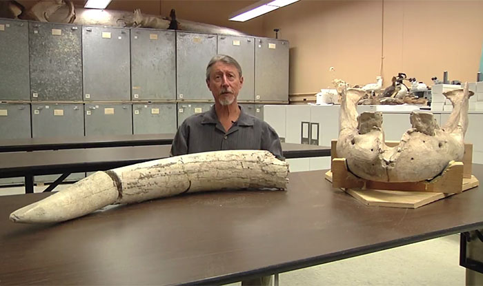 Boy Discovers Million-Year-Old Fossil By Tripping Over It