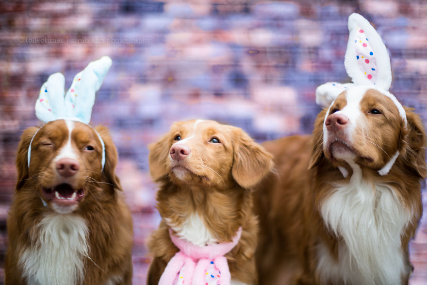 Dogs Exploring The World In The Most Adorable Way Dogs Exploring The World In The Most Adorable Way