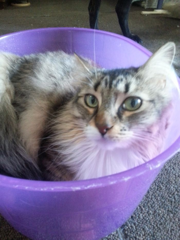 I Was Cleaning The Guinea Pigs Cage And Found Her In Their Upside Down Home