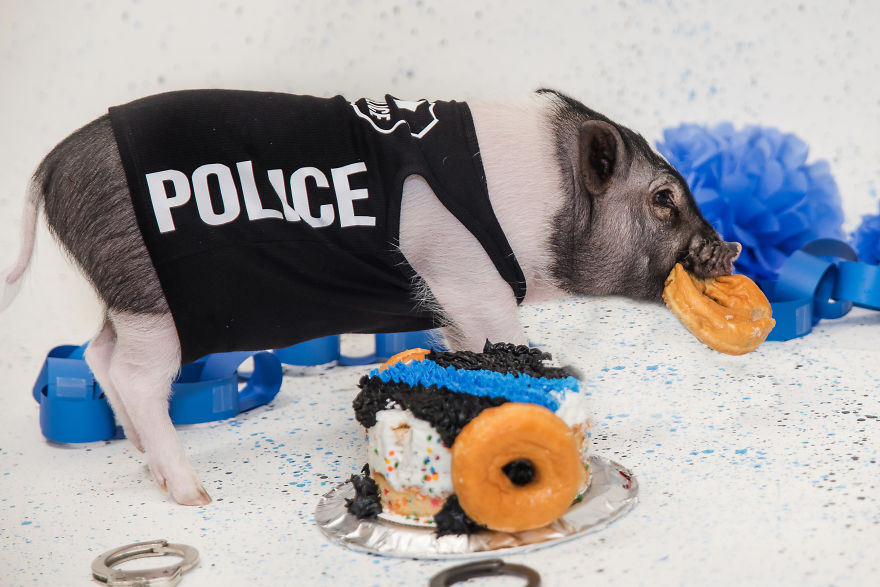 Meet Hercules, Our 6-Month-Old Pig Who Will Change The Way You Think About Pig Policemen Meet Hercules, Our 6-Month-Old Pig Who Will Change The Way You Think About Pig Policemen