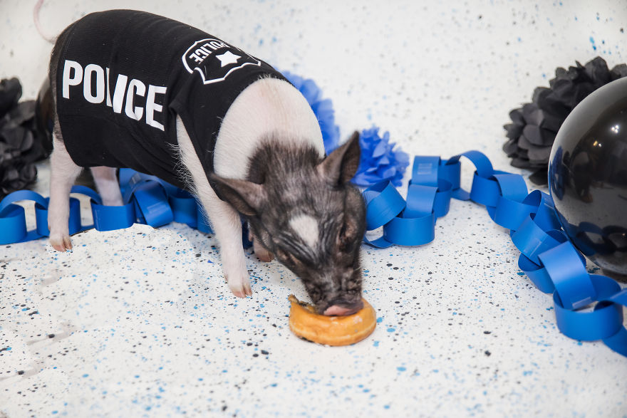 Meet Hercules, Our 6-Month-Old Pig Who Will Change The Way You Think About Pig Policemen Meet Hercules, Our 6-Month-Old Pig Who Will Change The Way You Think About Pig Policemen