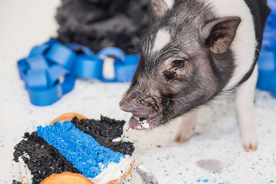 Meet Hercules, Our 6-Month-Old Pig Who Will Change The Way You Think About Pig Policemen Meet Hercules, Our 6-Month-Old Pig Who Will Change The Way You Think About Pig Policemen