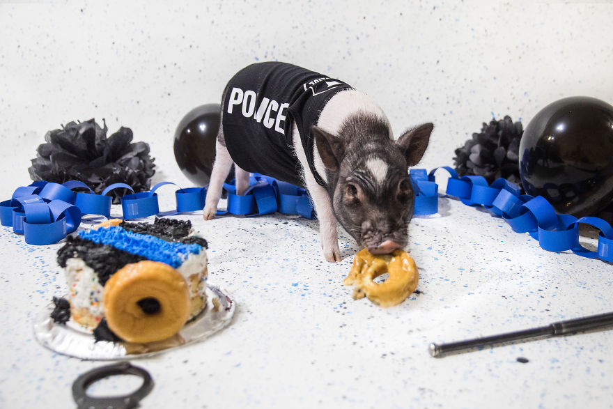 Meet Hercules, Our 6-Month-Old Pig Who Will Change The Way You Think About Pig Policemen Meet Hercules, Our 6-Month-Old Pig Who Will Change The Way You Think About Pig Policemen