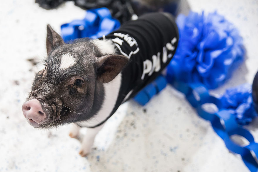 Meet Hercules, Our 6-Month-Old Pig Who Will Change The Way You Think About Pig Policemen Meet Hercules, Our 6-Month-Old Pig Who Will Change The Way You Think About Pig Policemen