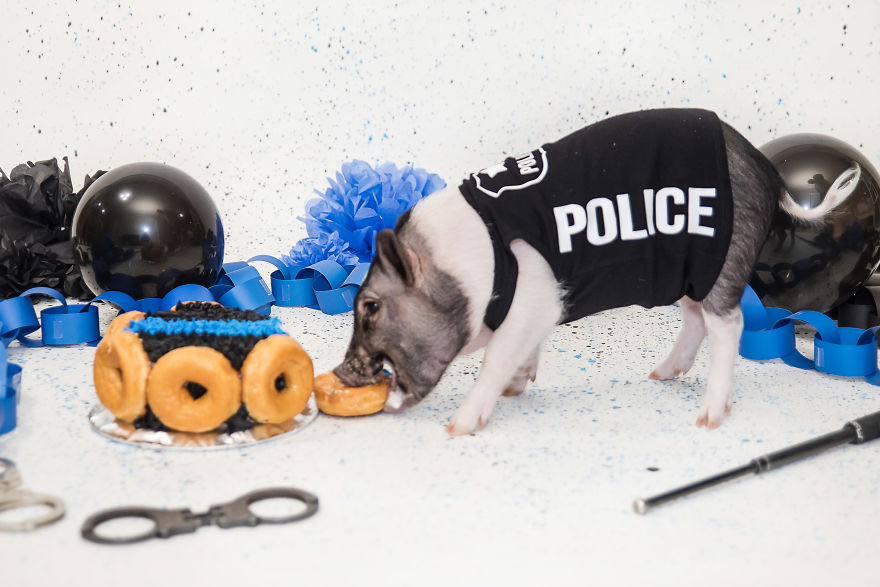 Meet Hercules, Our 6-Month-Old Pig Who Will Change The Way You Think About Pig Policemen Meet Hercules, Our 6-Month-Old Pig Who Will Change The Way You Think About Pig Policemen