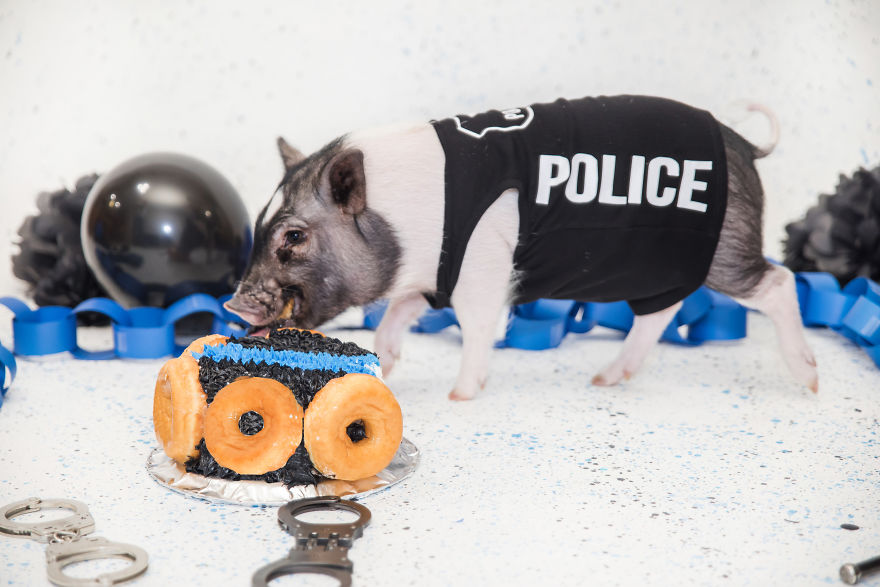Meet Hercules, Our 6-Month-Old Pig Who Will Change The Way You Think About Pig Policemen Meet Hercules, Our 6-Month-Old Pig Who Will Change The Way You Think About Pig Policemen