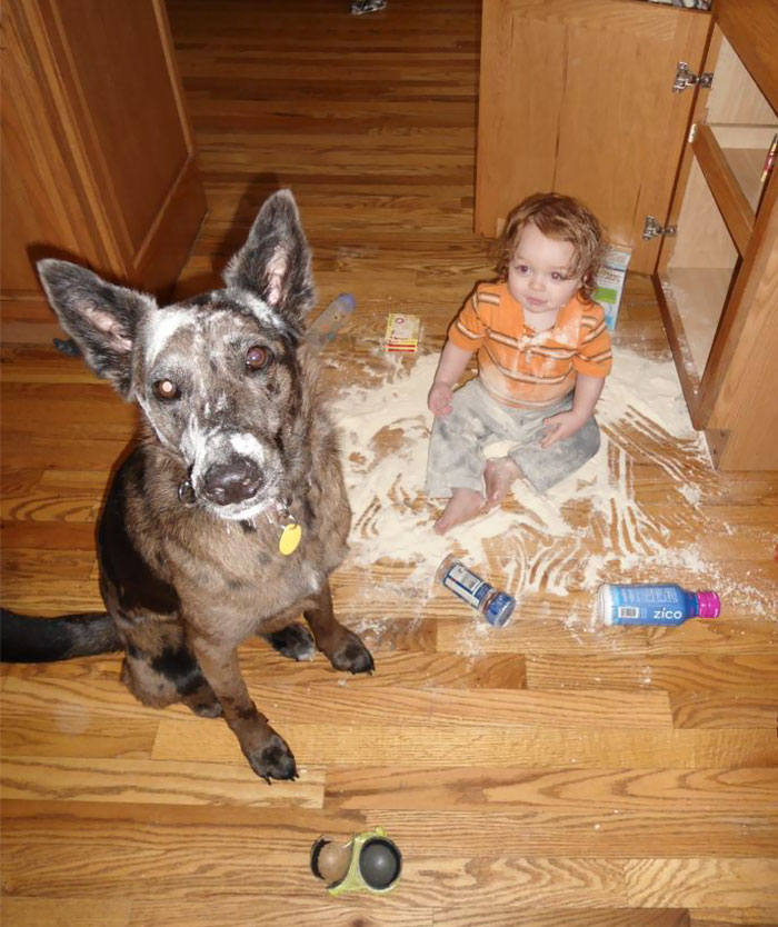 My Friend's Son And His Canine Accomplice Got Into The Kitchen Cabinet