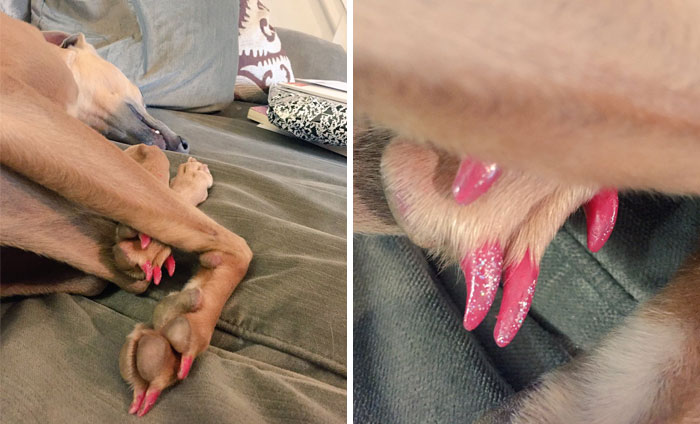 When Your Child And Your Dog Disappear Upstairs For An Hour, You Should Totally Be Suspicious