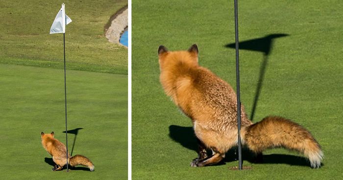 14 Hilarious Entries To The 2017 Comedy Wildlife Photography Awards