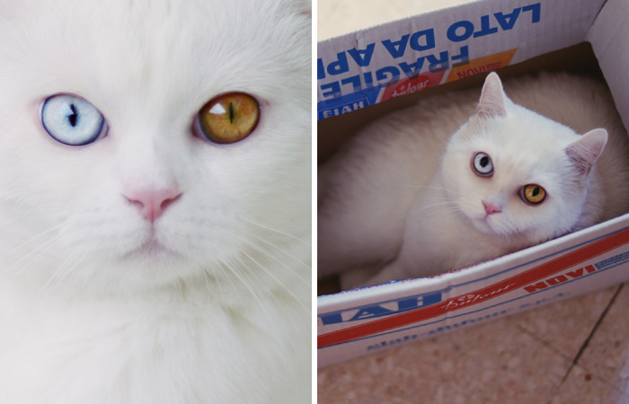 Tihon: Very Special Cat With Odd Eyes