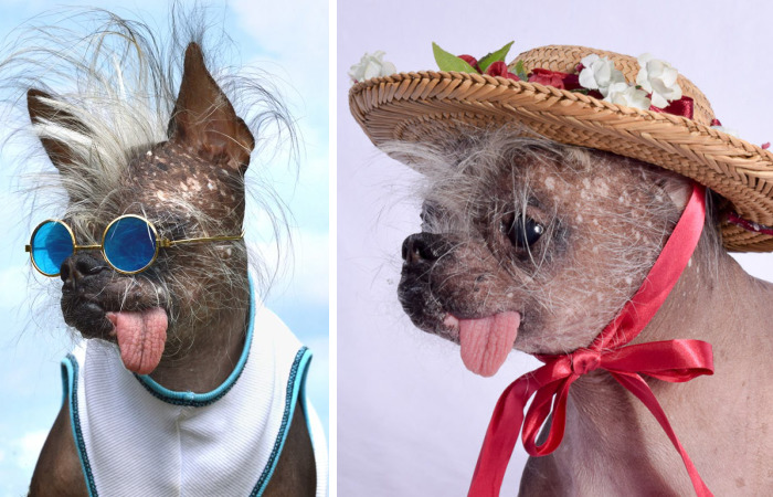 My Unusual Looking Dog Is My Favorite Photo Subject