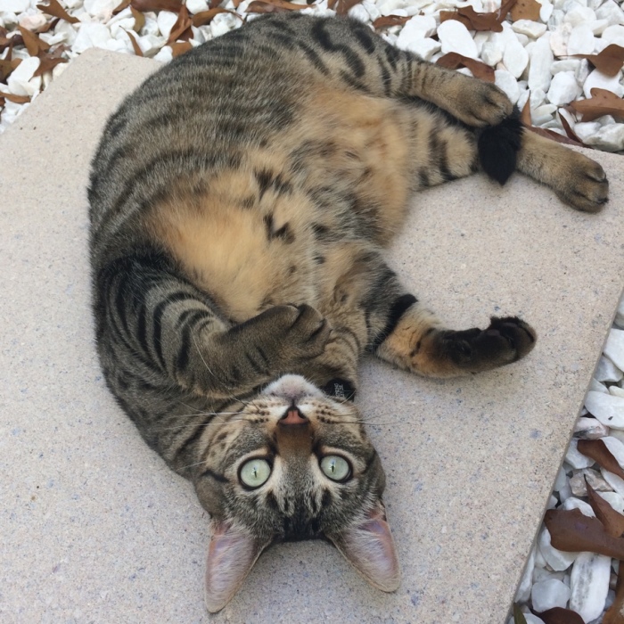 Meet My Beautifully Unphotogenic Cats