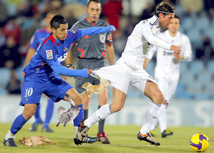 Cats Photoshopped Into Pictures Of Soccer Make Everything Better (Add Yours!)