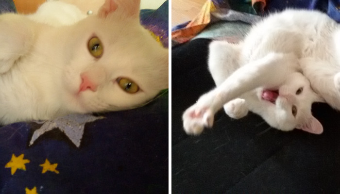 I Promise You This Is Not Catsorcism