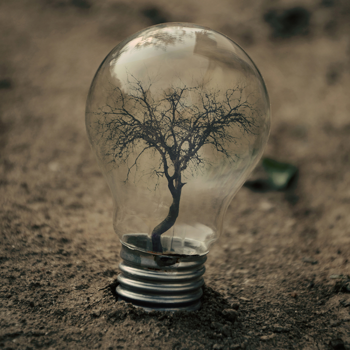 My Photo Project ‘Life Inside A Light Bulb’