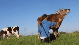 Cows Love Giving Kisses 