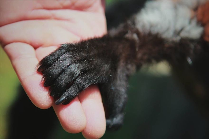 I Made This Project To Show That The Zoos Are Prison