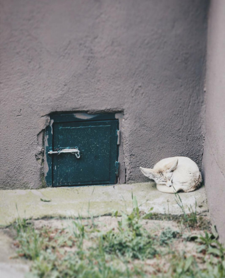 I Made This Project To Show That The Zoos Are Prison