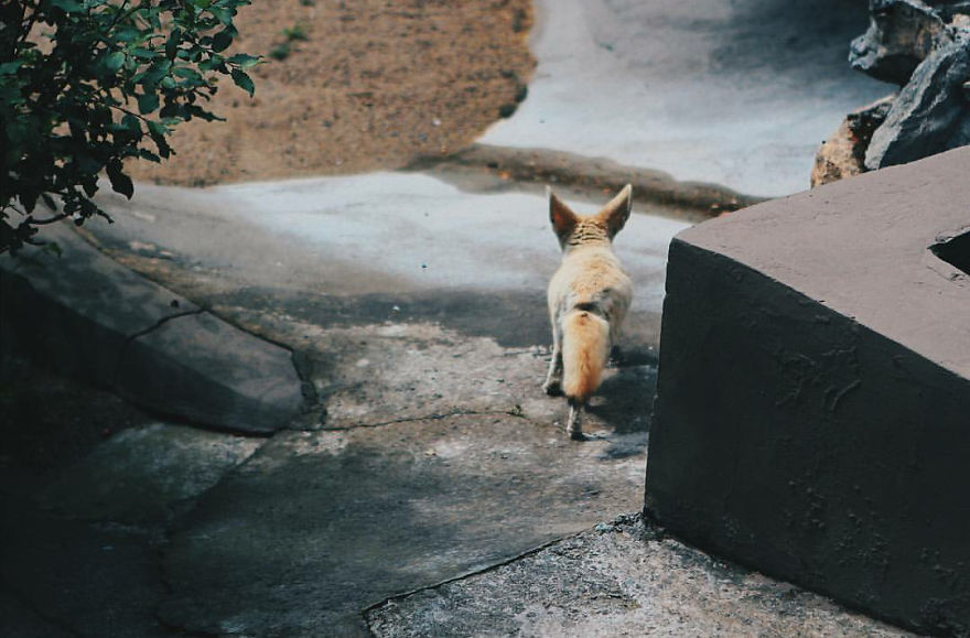 I Made This Project To Show That The Zoos Are Prison