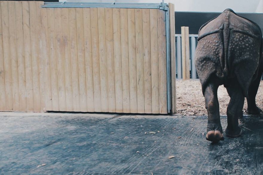 I Made This Project To Show That The Zoos Are Prison