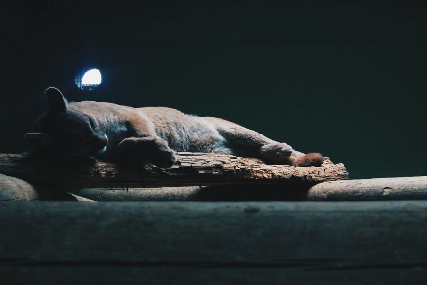 I Made This Project To Show That The Zoos Are Prison