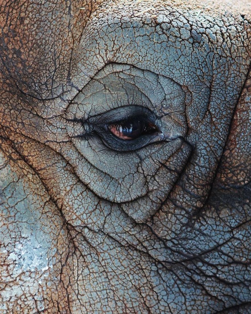 I Made This Project To Show That The Zoos Are Prison