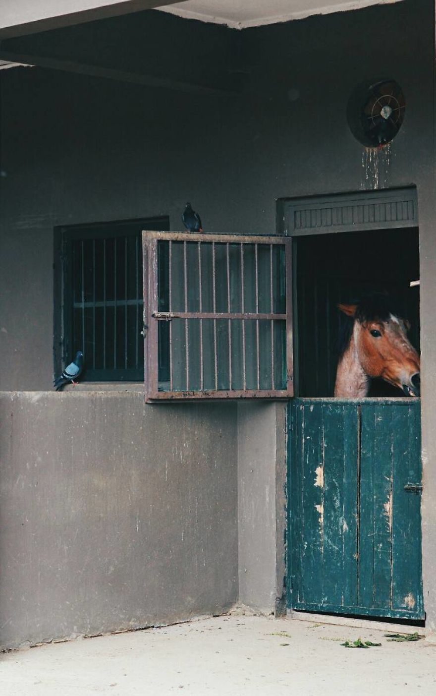 I Made This Project To Show That The Zoos Are Prison