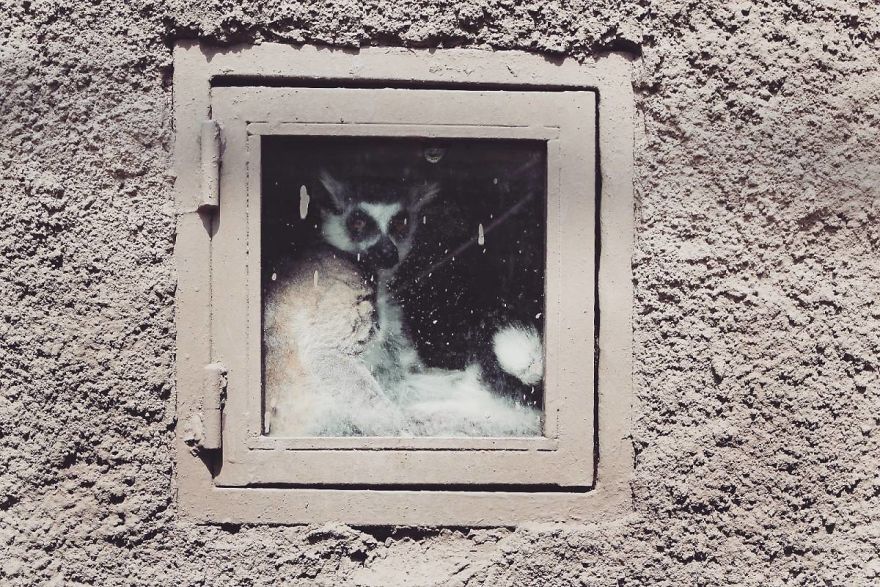 I Made This Project To Show That The Zoos Are Prison